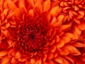 Chrysanthemum5912f2e51a178
